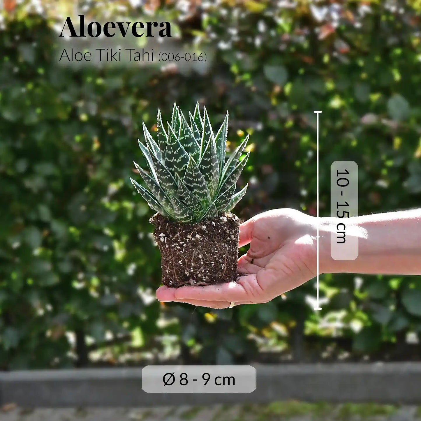 Mix & Match Super Easy Babypflanzen