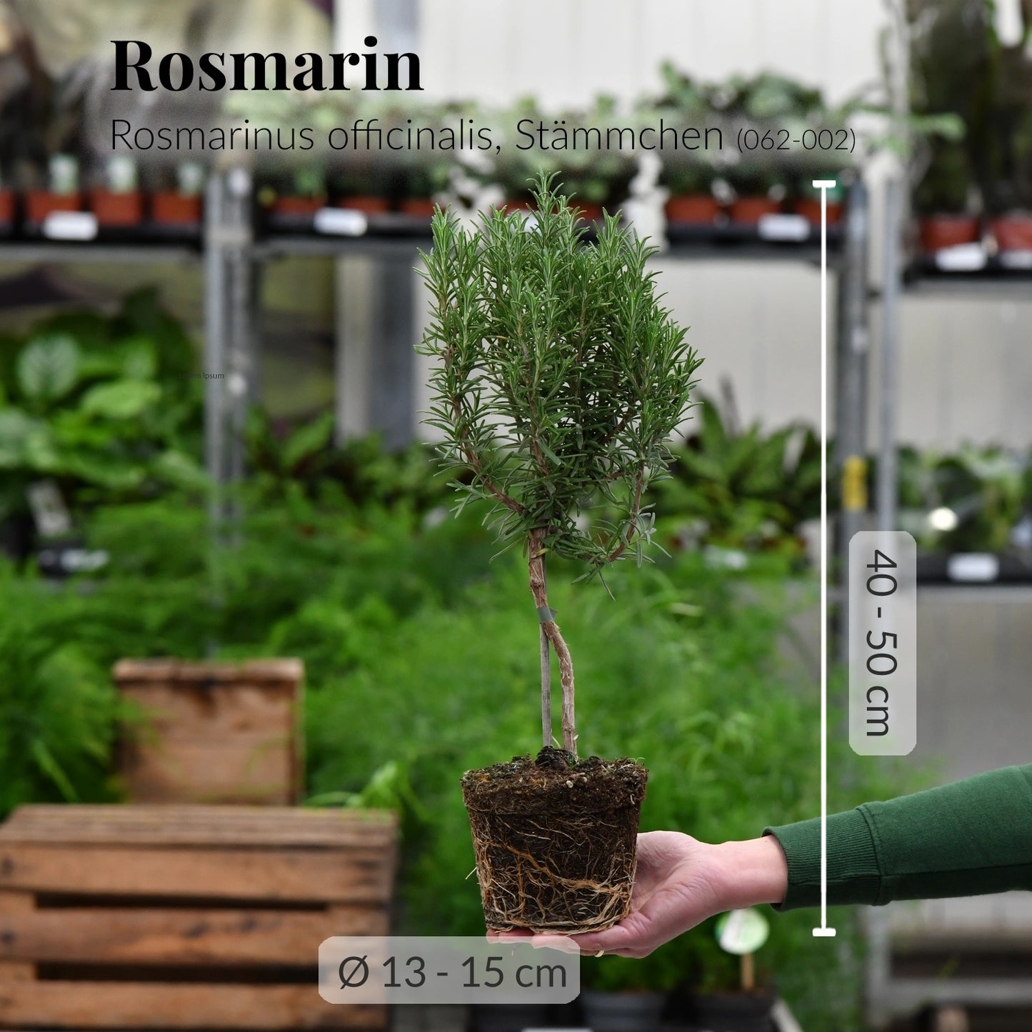 Duftendes Rosmarin Bäumchen