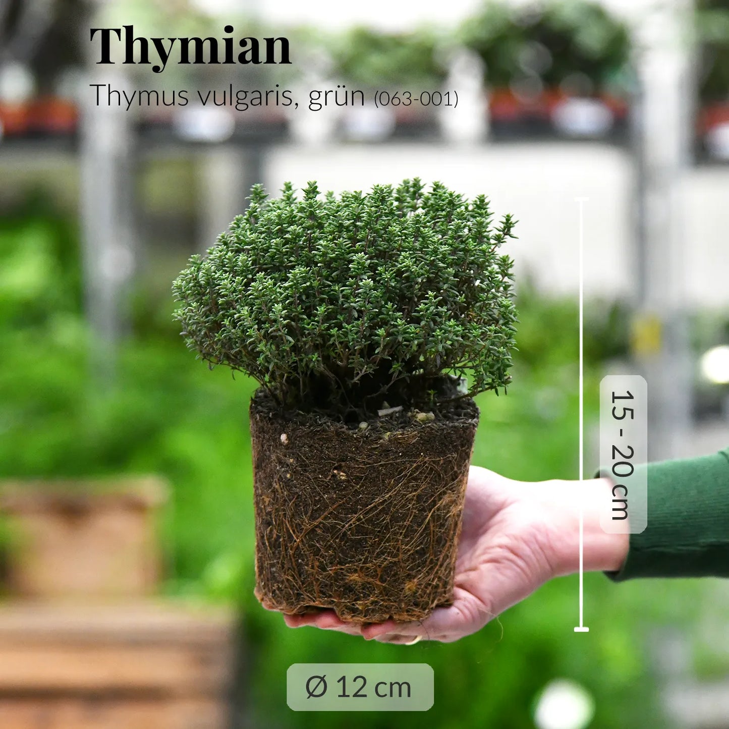 Holzbalkonkasten Set winterharte Küchenkräuter