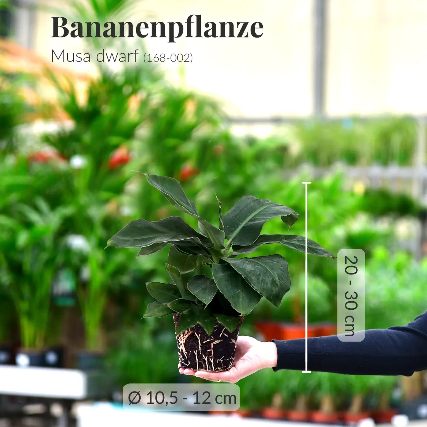 Bananenpflanze bis 40cm für Drinnen und Draußen