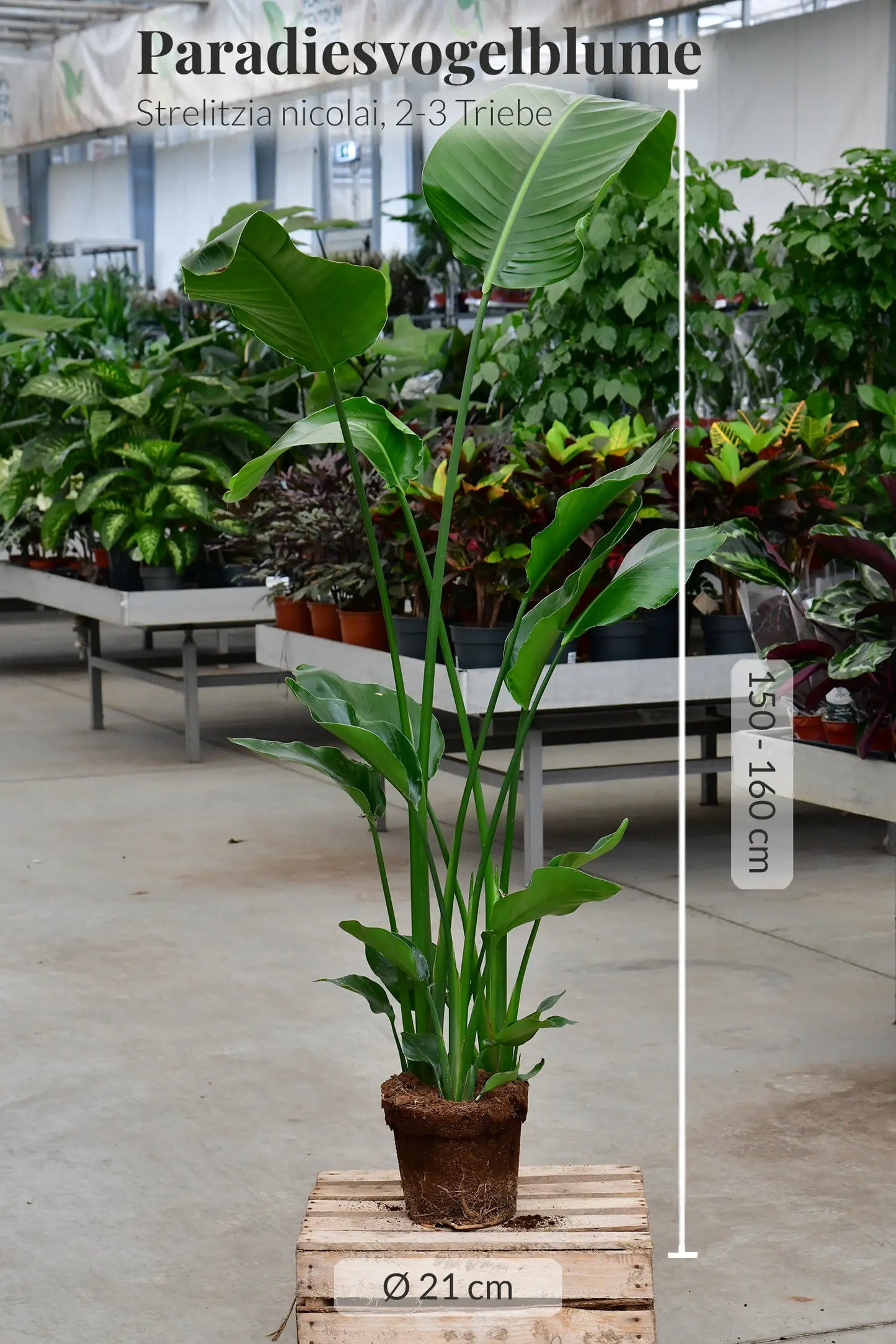 SPECIAL OFFER XXL Strelitzie 140-150cm