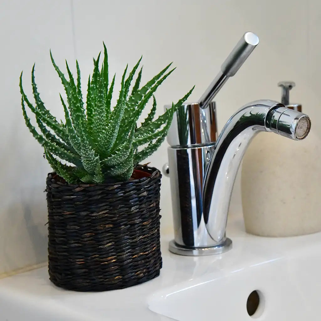 Babypflanzen Trio Badezimmer Aloevera