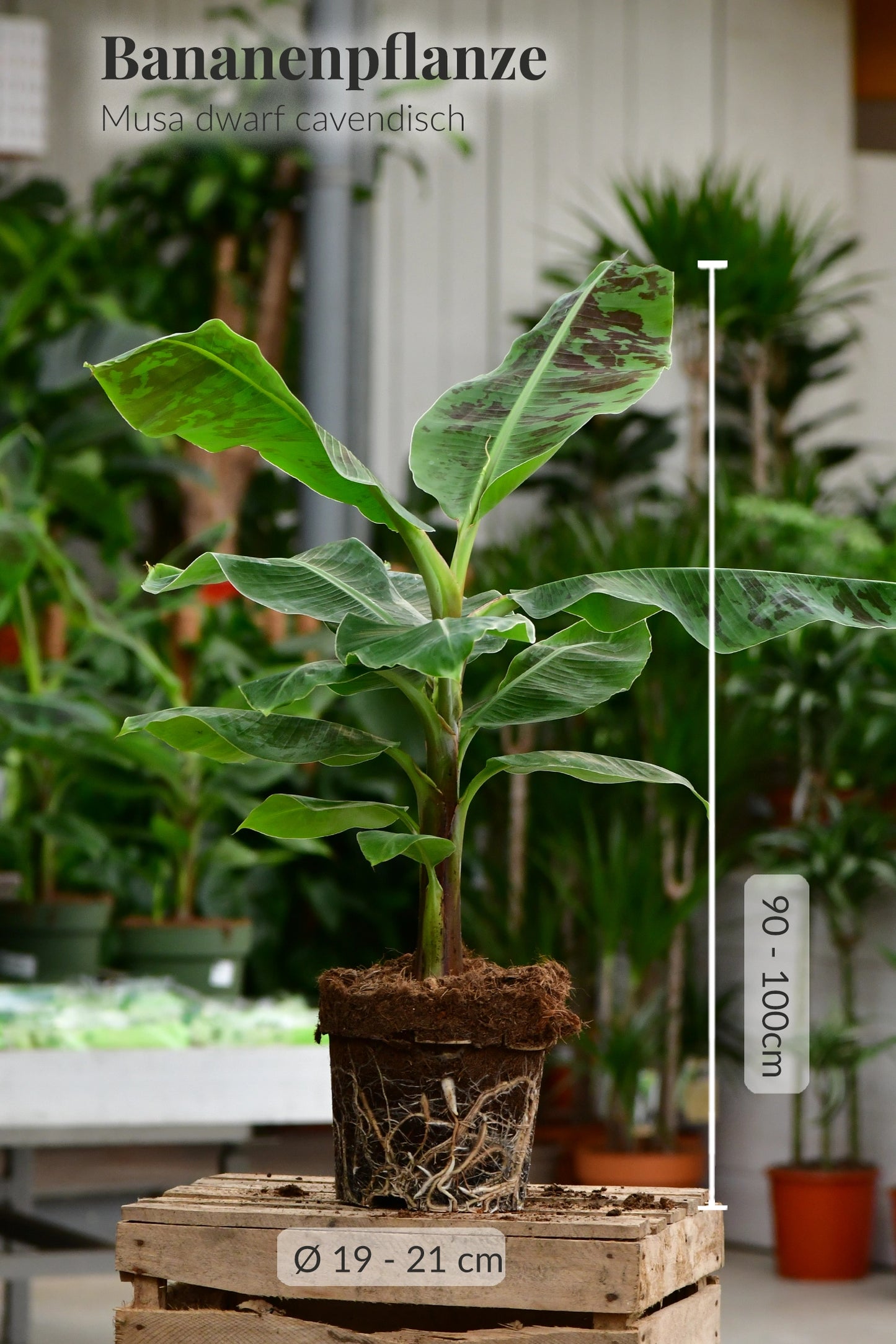 Große Bananenpflanze bis 100cm hoch