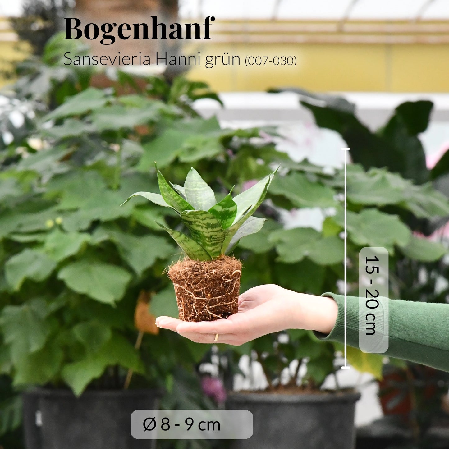 Babypflanzen Trio Badezimmer Sukkulenten