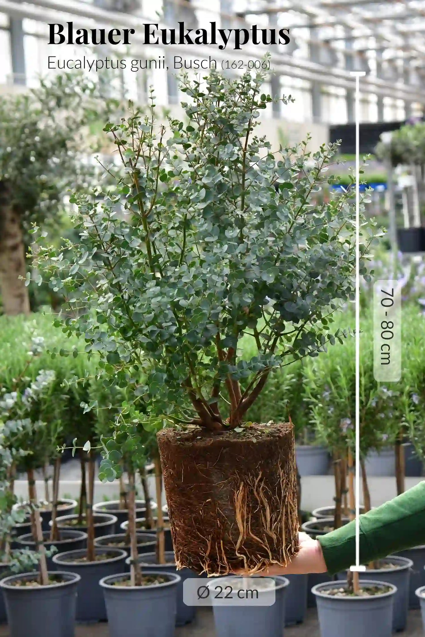 Duftender Eukalyptus Busch