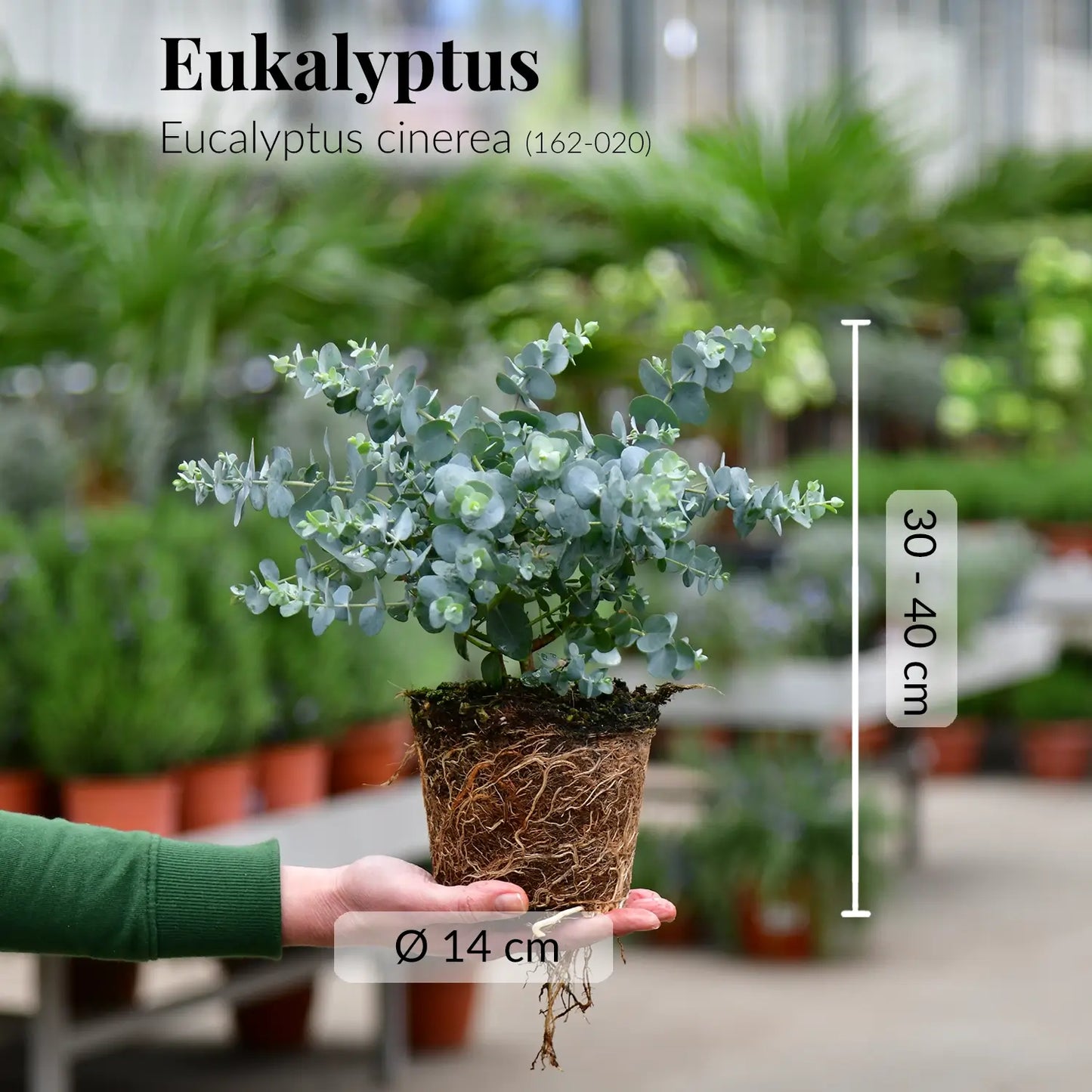 Frische Eukalyptus Pflanze mit gesunden Wurzeln