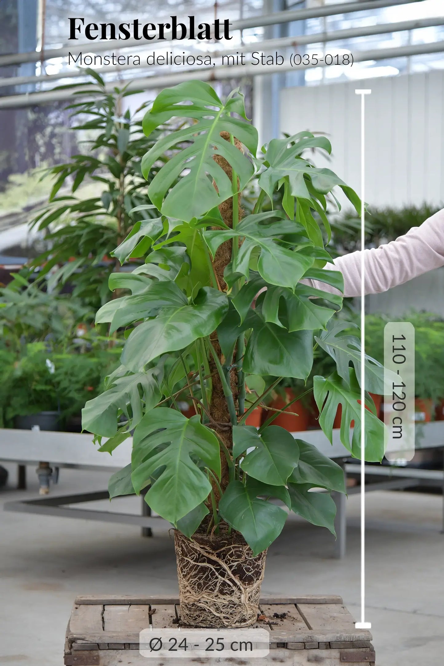 Große Monstera mit wurzeln frisch und direkt beim Gärtner