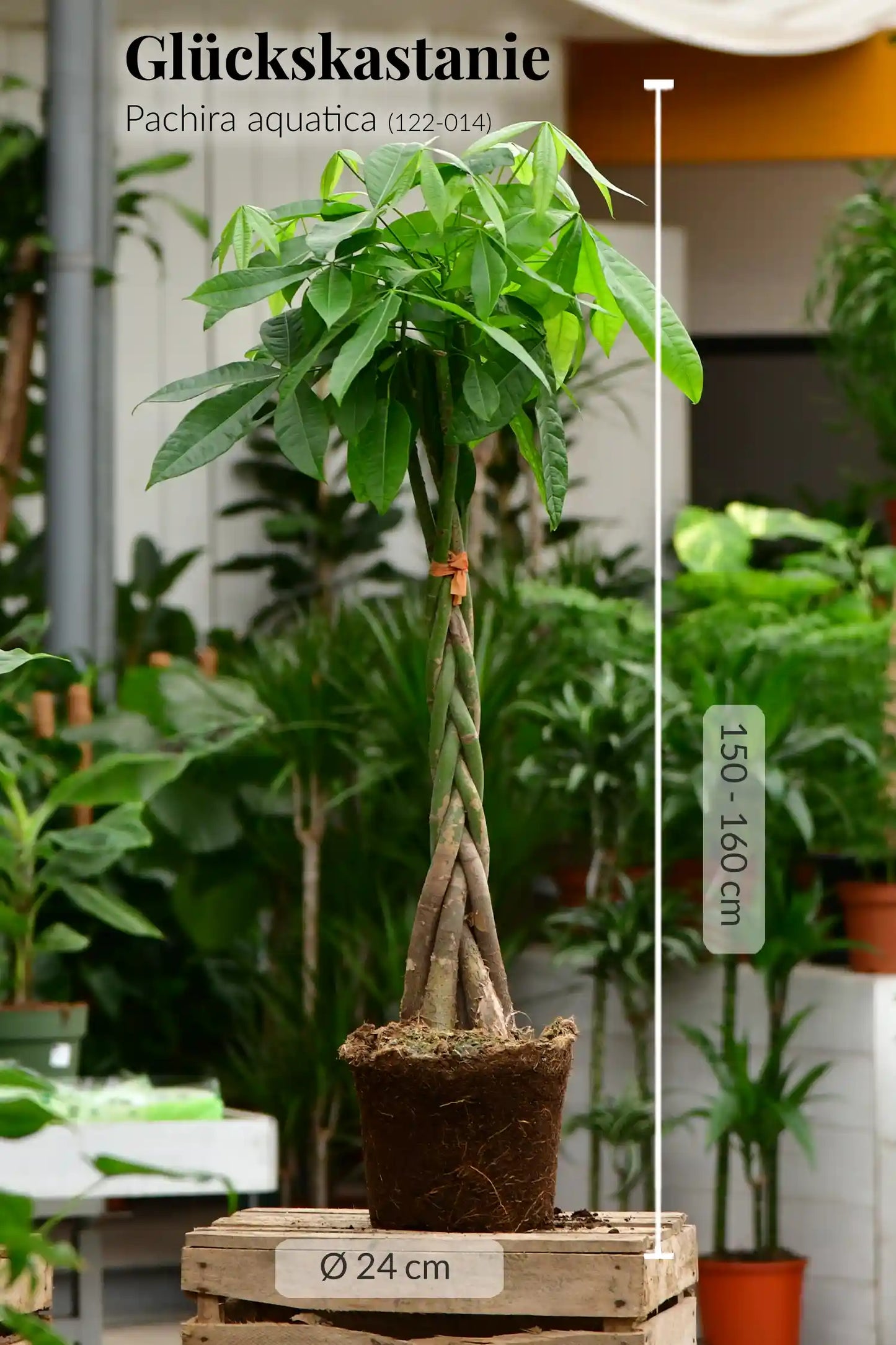 XXL Glückskastanie 150-160cm