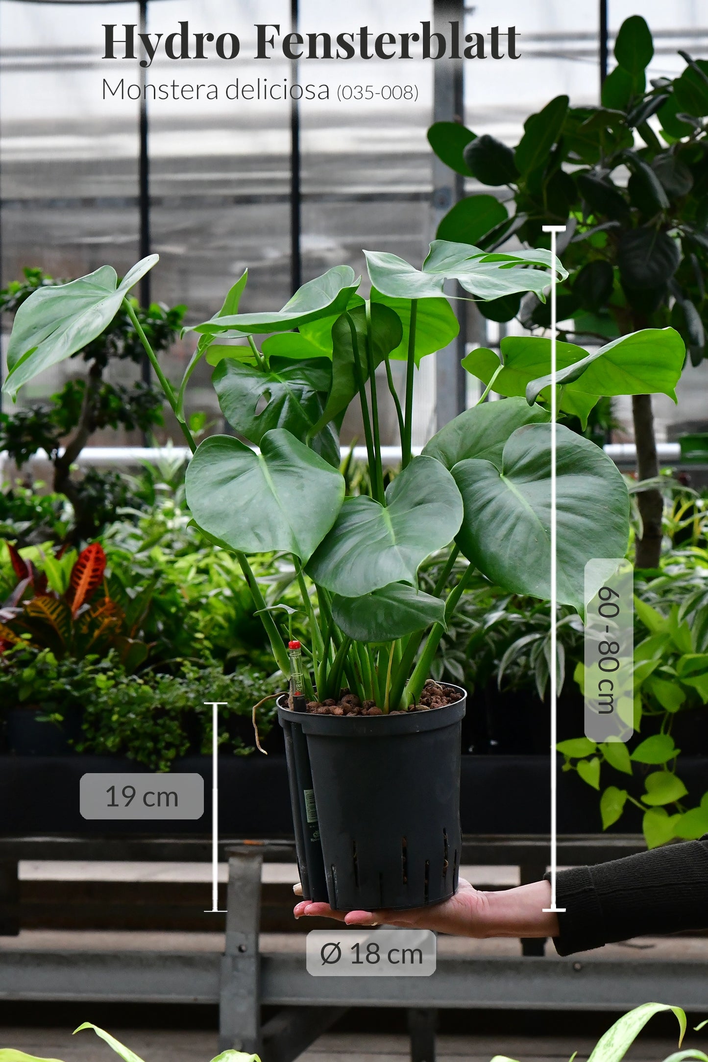 Hydro Kingsize Monstera, 60-80cm
