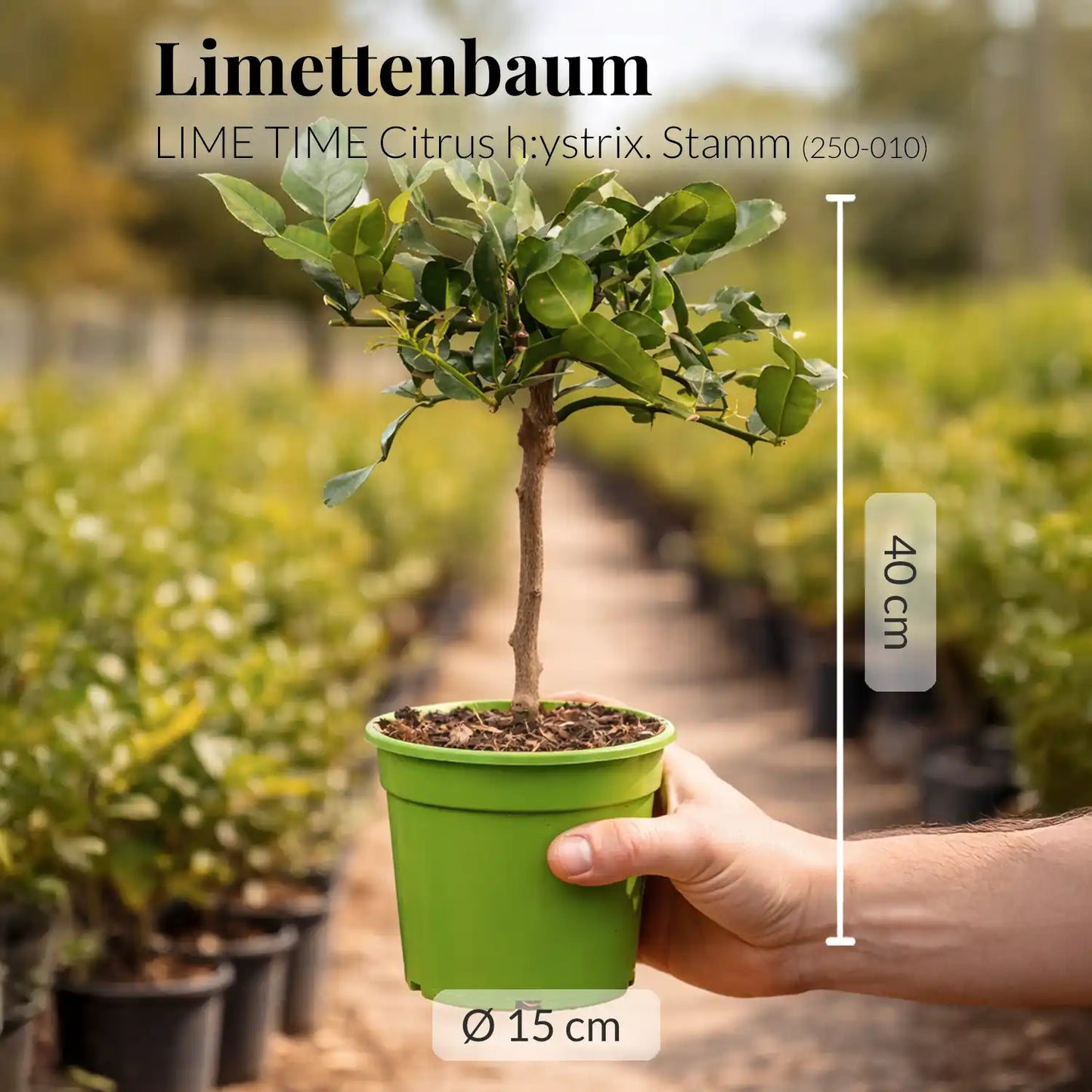 kleiner, mediterraner Limettenbaum frisch vom Gärtner