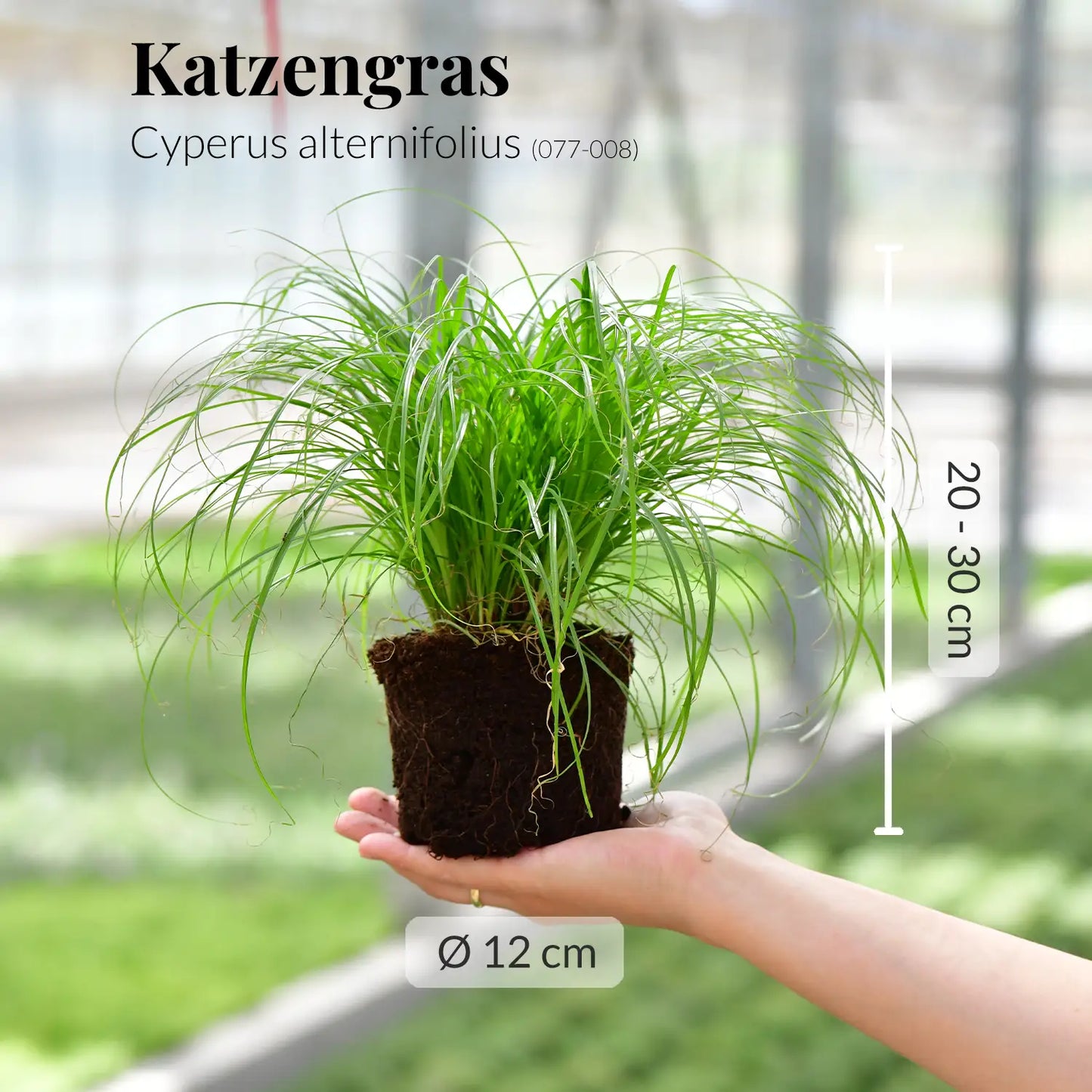 SPECIAL OFFER 4er Box Cat Smile + Katzengras