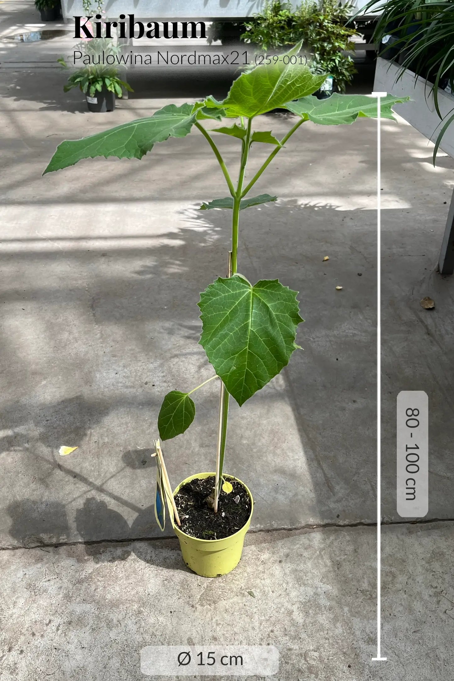 Kiribaum mit Pflanzset