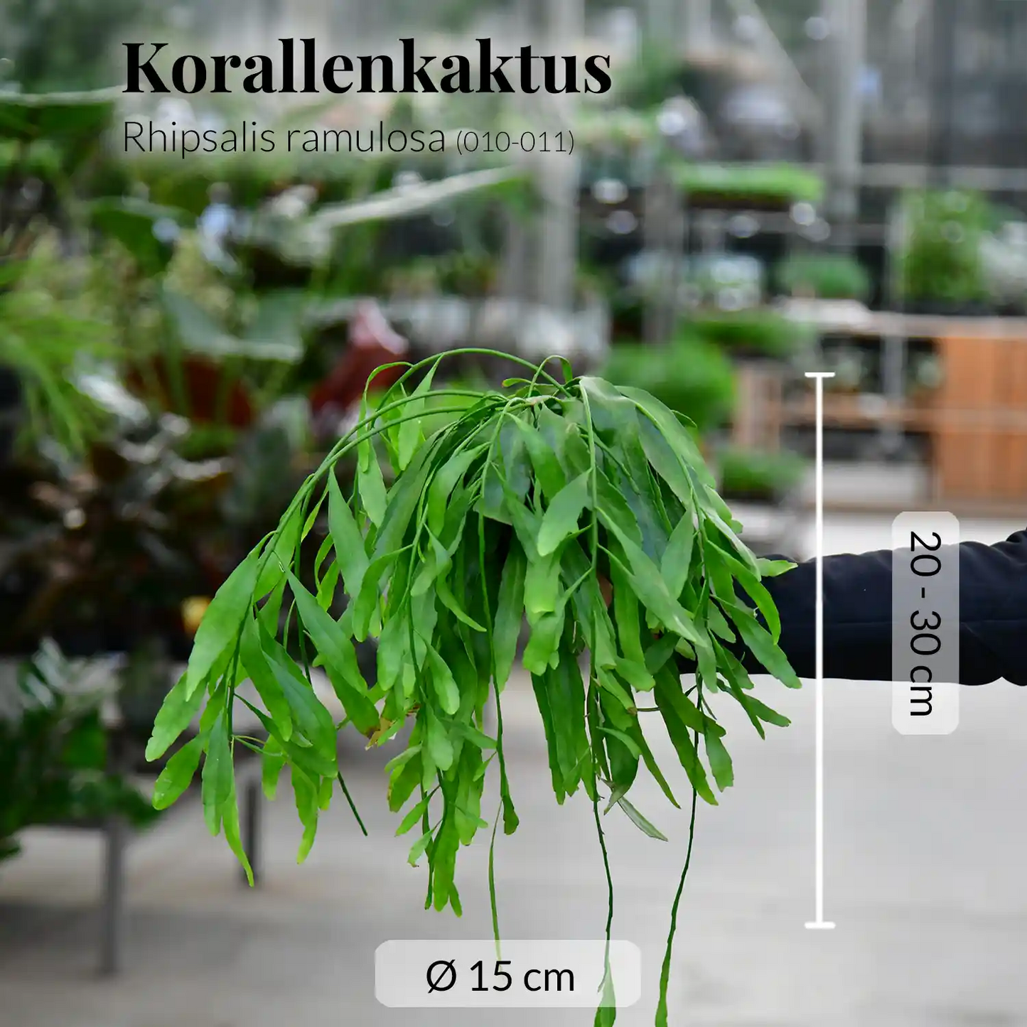 Hängender Korallenkaktus Rhipsalis Ramulosa