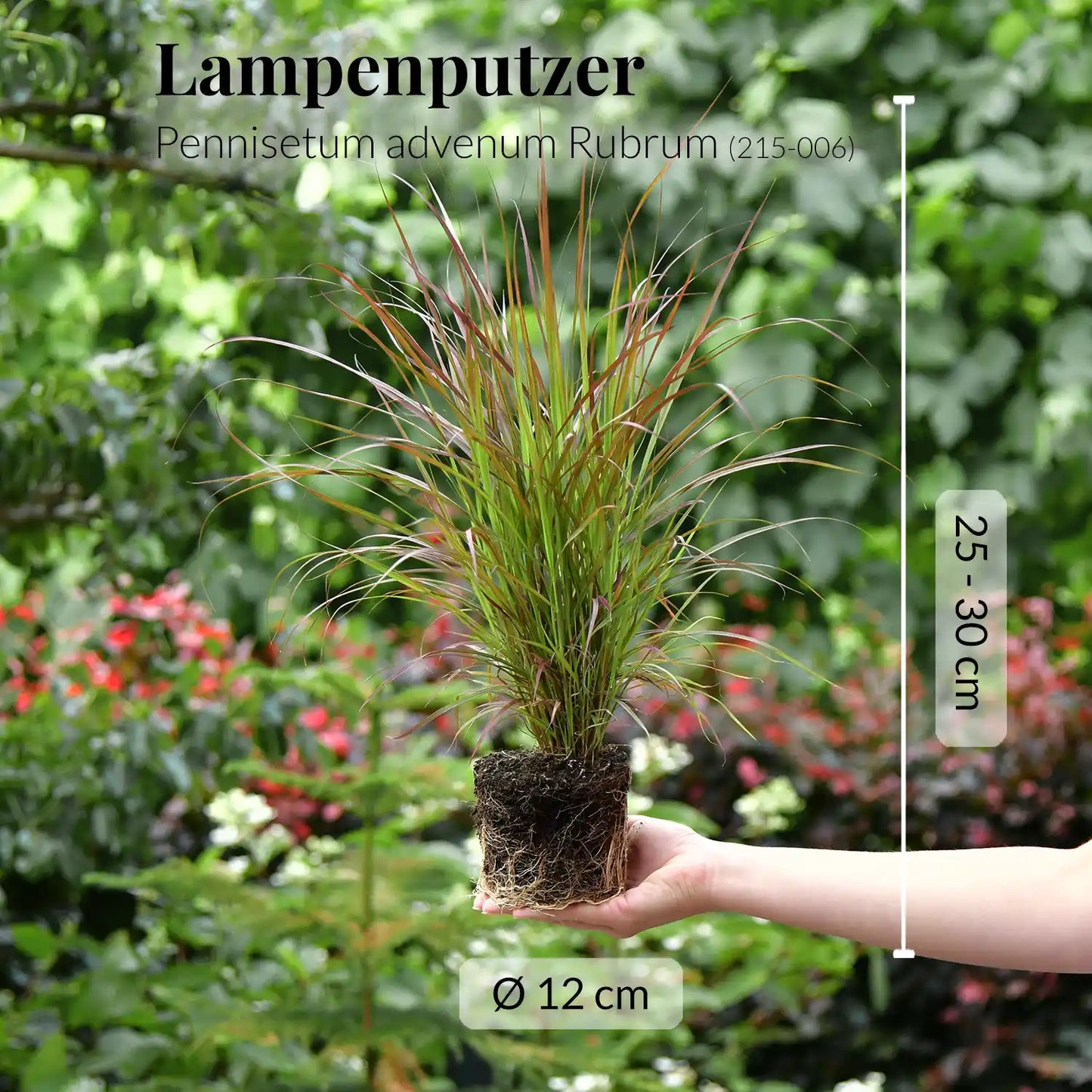 3er Box Rotes Pennisetum Gras