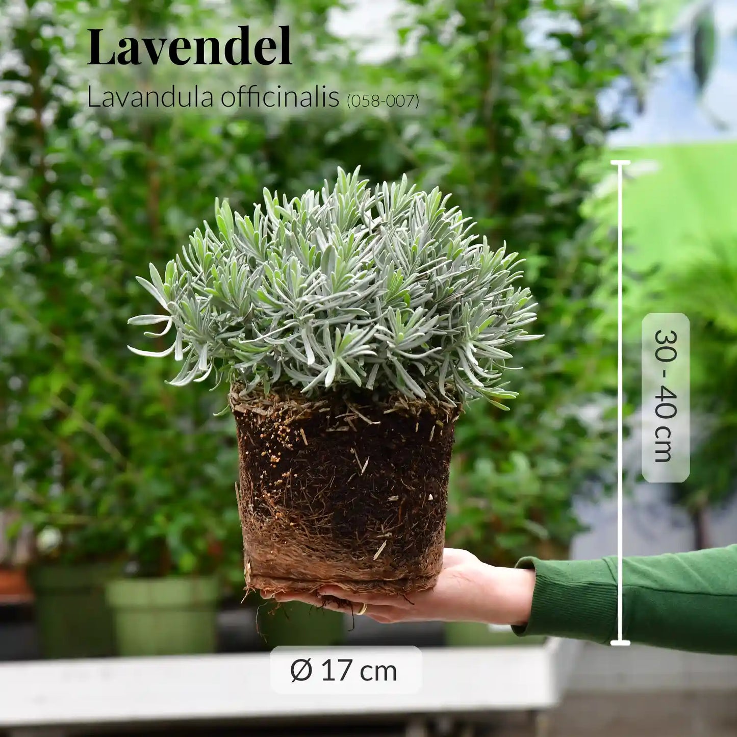 Blauer Lavendel Busch