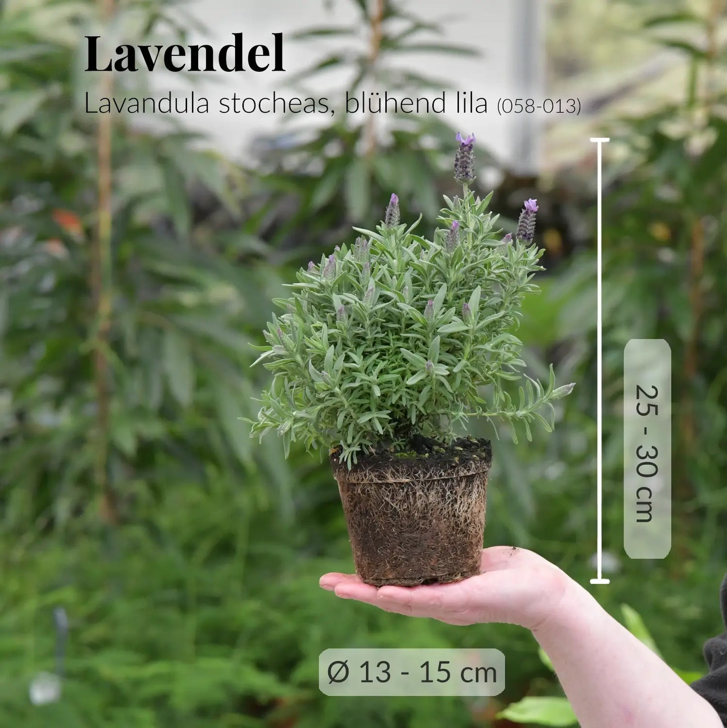 Frische Schopflavendel Pflanze mit Wurzeln auf Hand