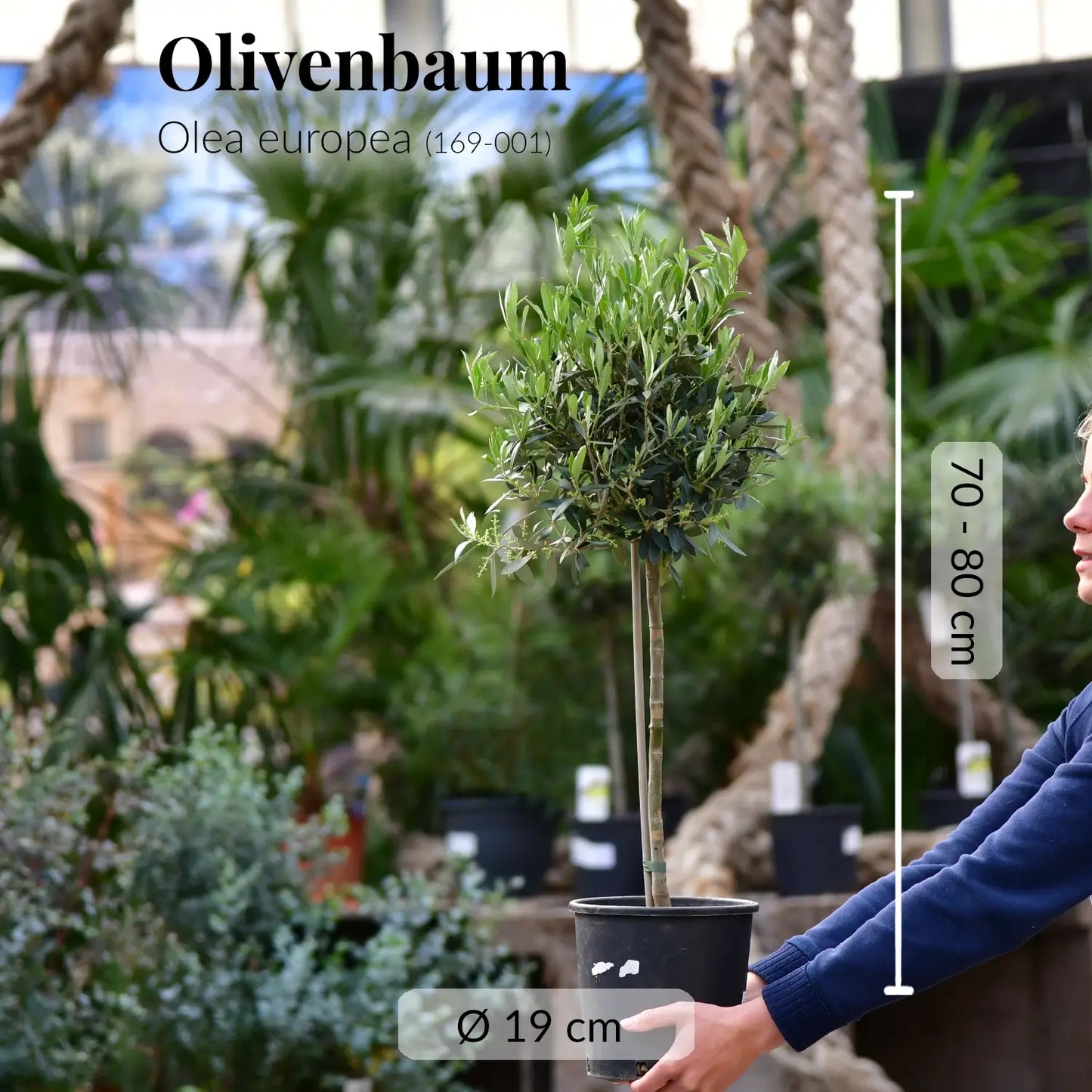 Mediterraner Olivenbaum