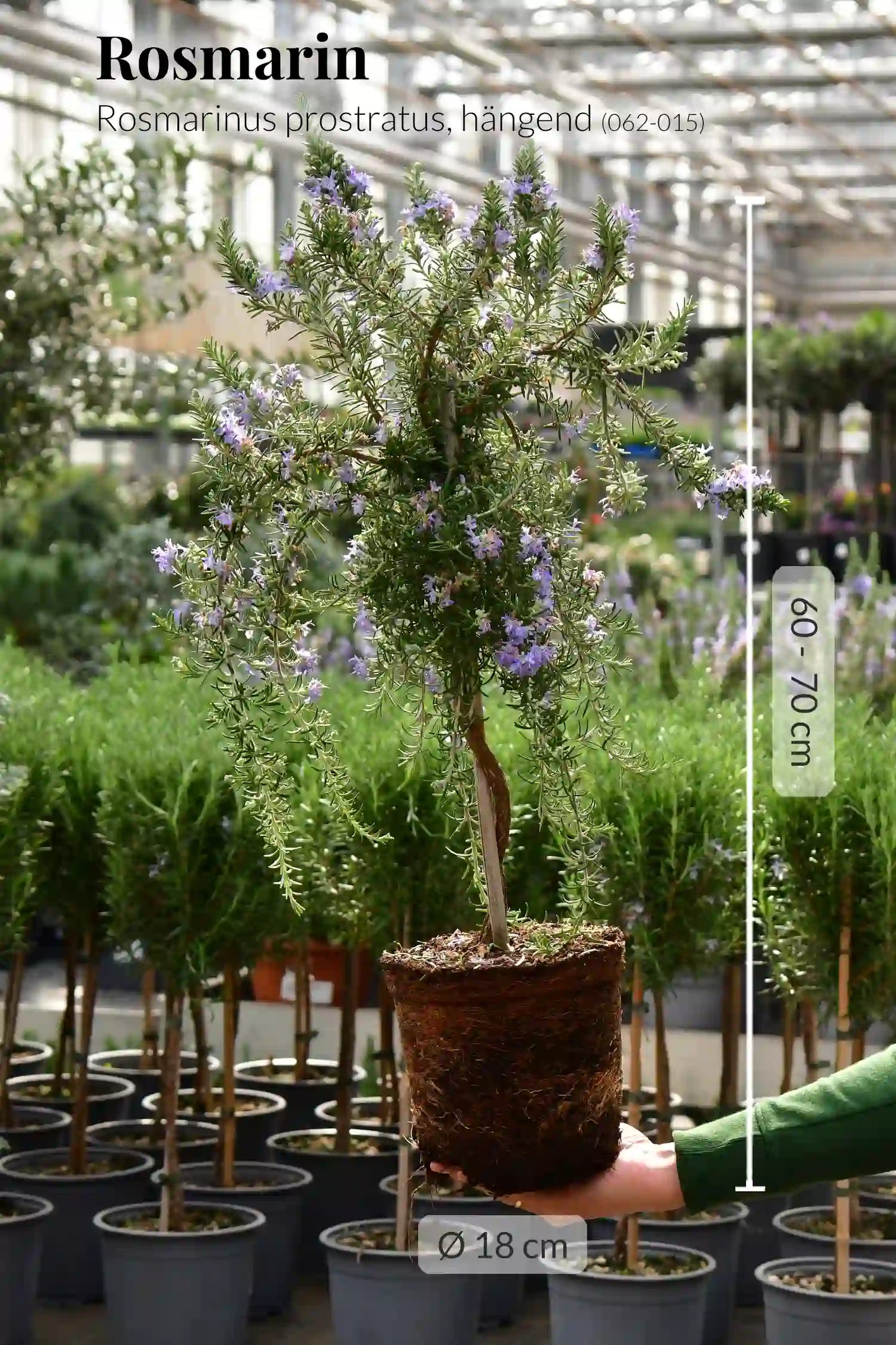 Blühendes Rosmarin Stämmchen