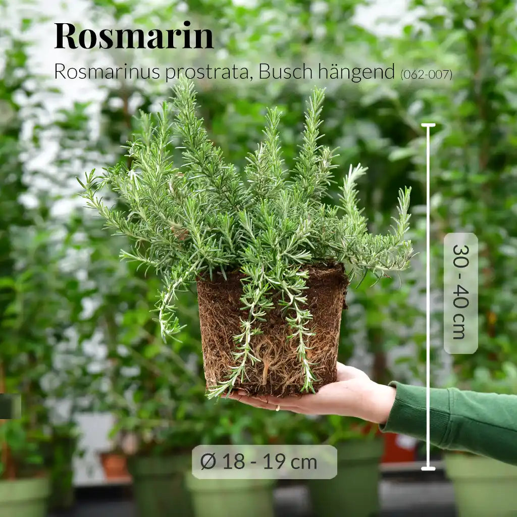 Rankender Rosmarin Busch