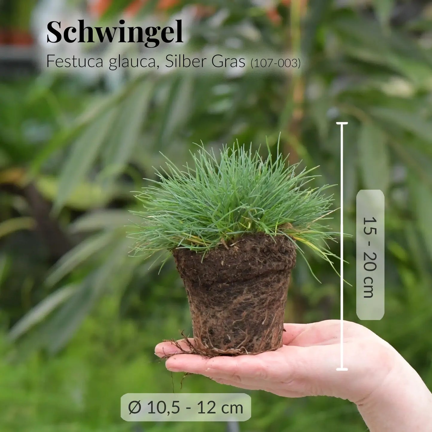 Frisches Silbergras mit Wurzeln direkt beim Gärtner