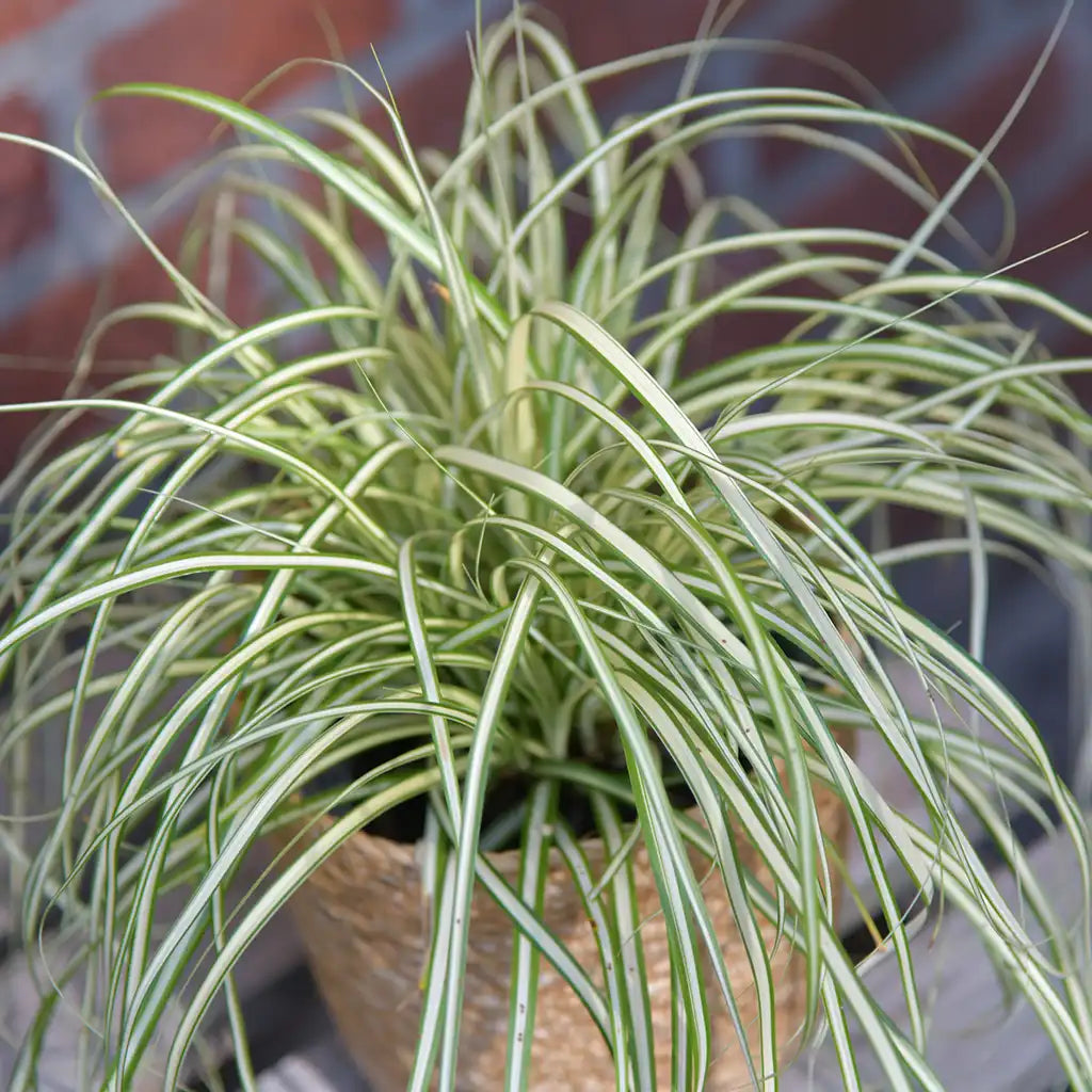 Balkonkasten Set Sommer Gräser