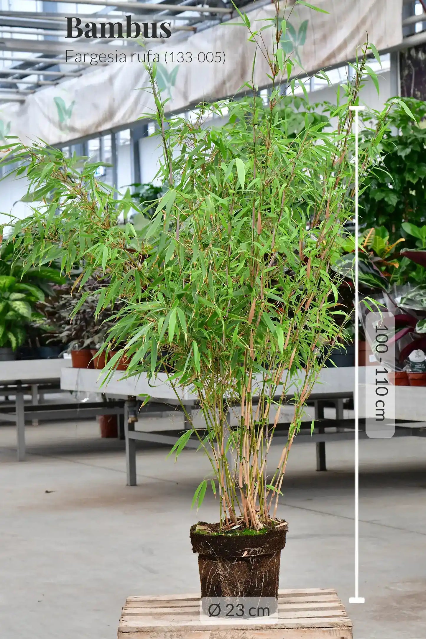 große Bambuspflanze XXL Fargesia Sichtschutz für Balkon und Garten