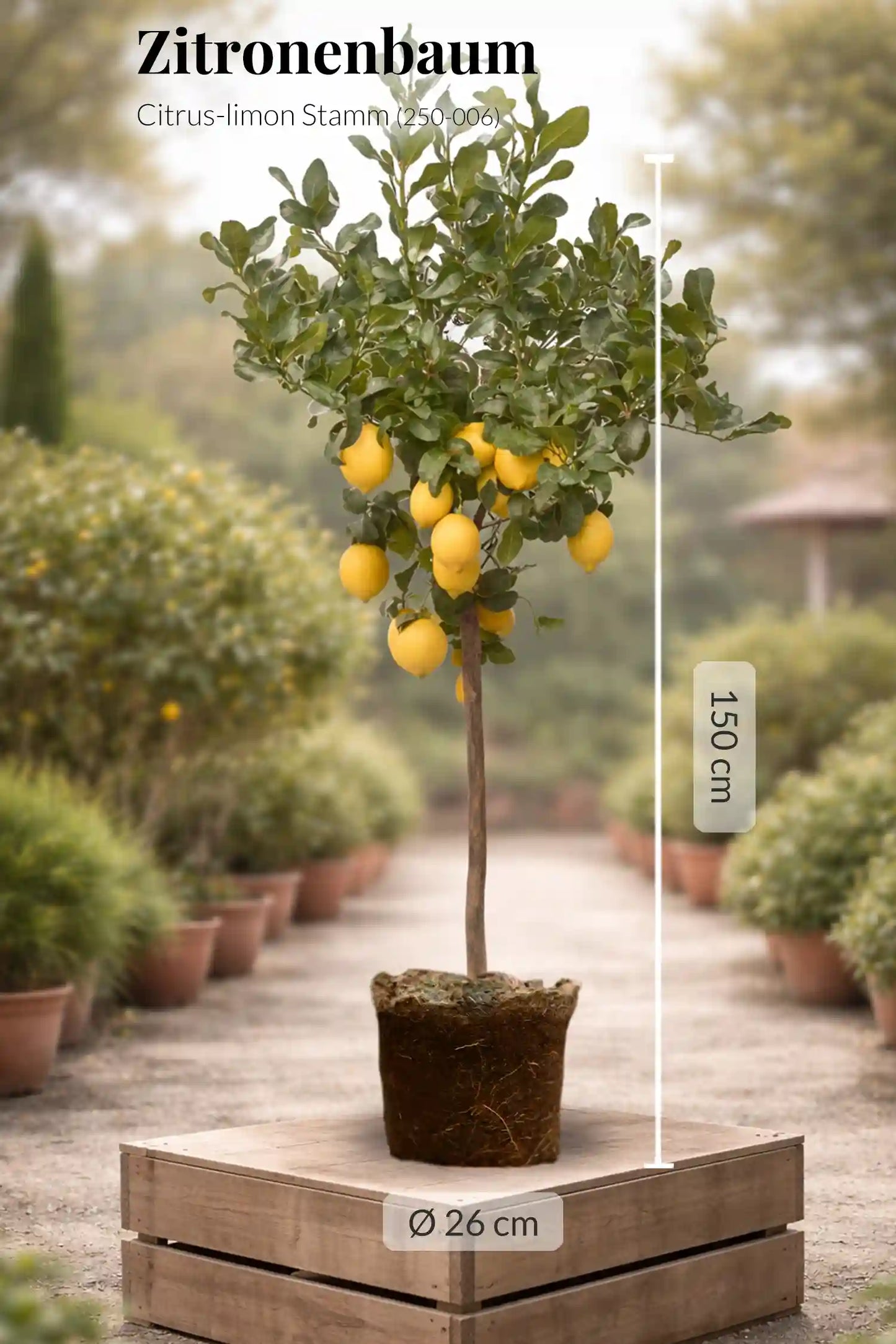 XXL Zitronenbaum 150cm