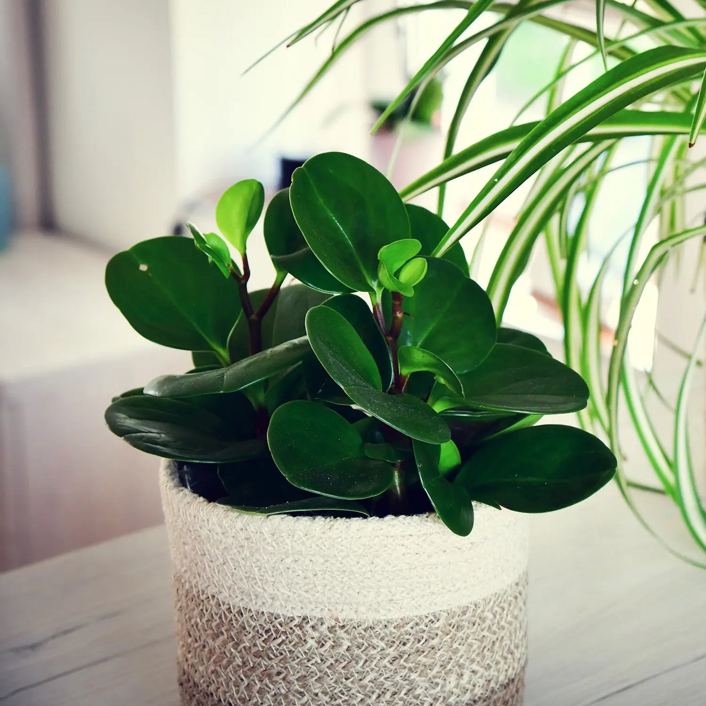 Dicke große Blätter vom Zwergpfeffer