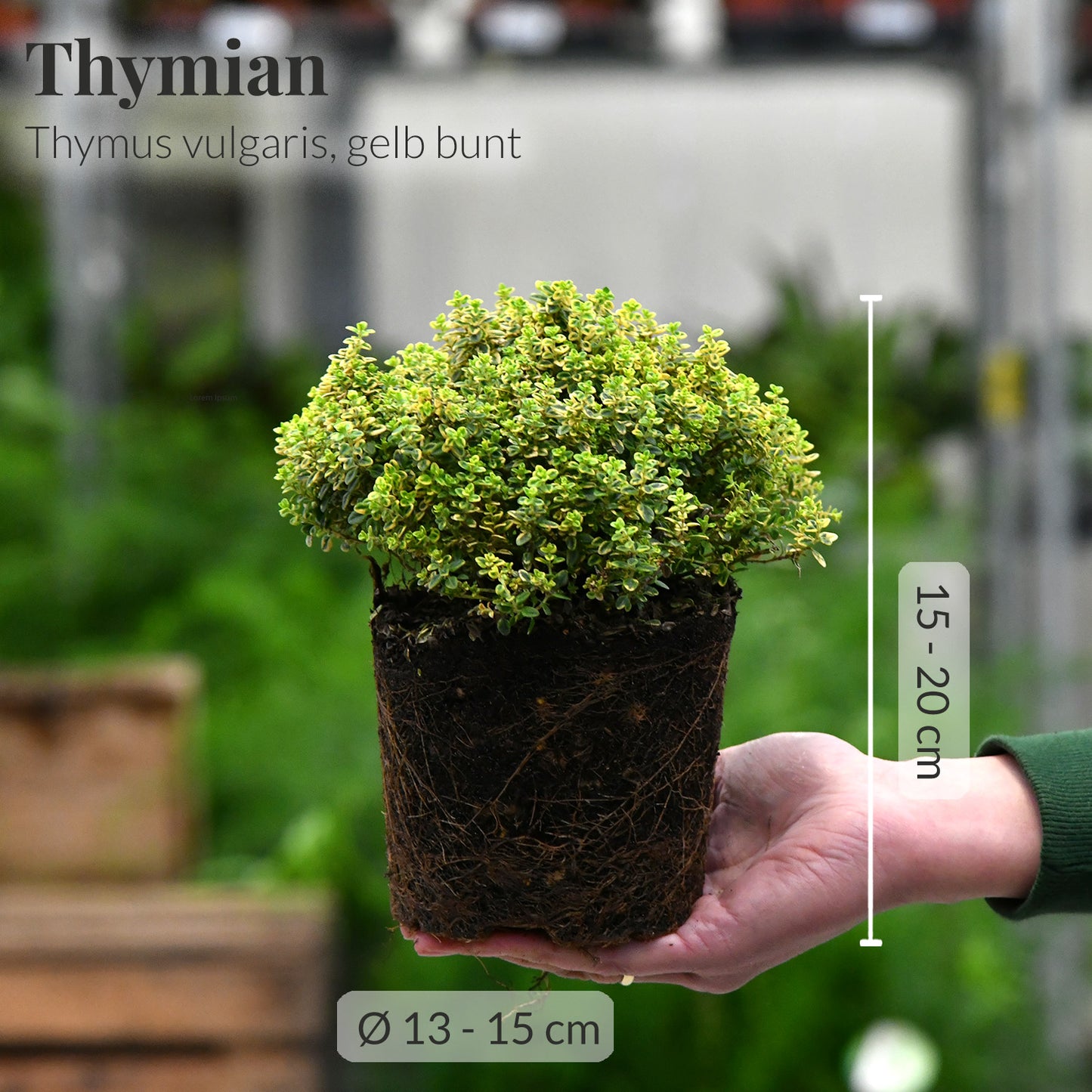 4er Box winterharte italienische Kräuter