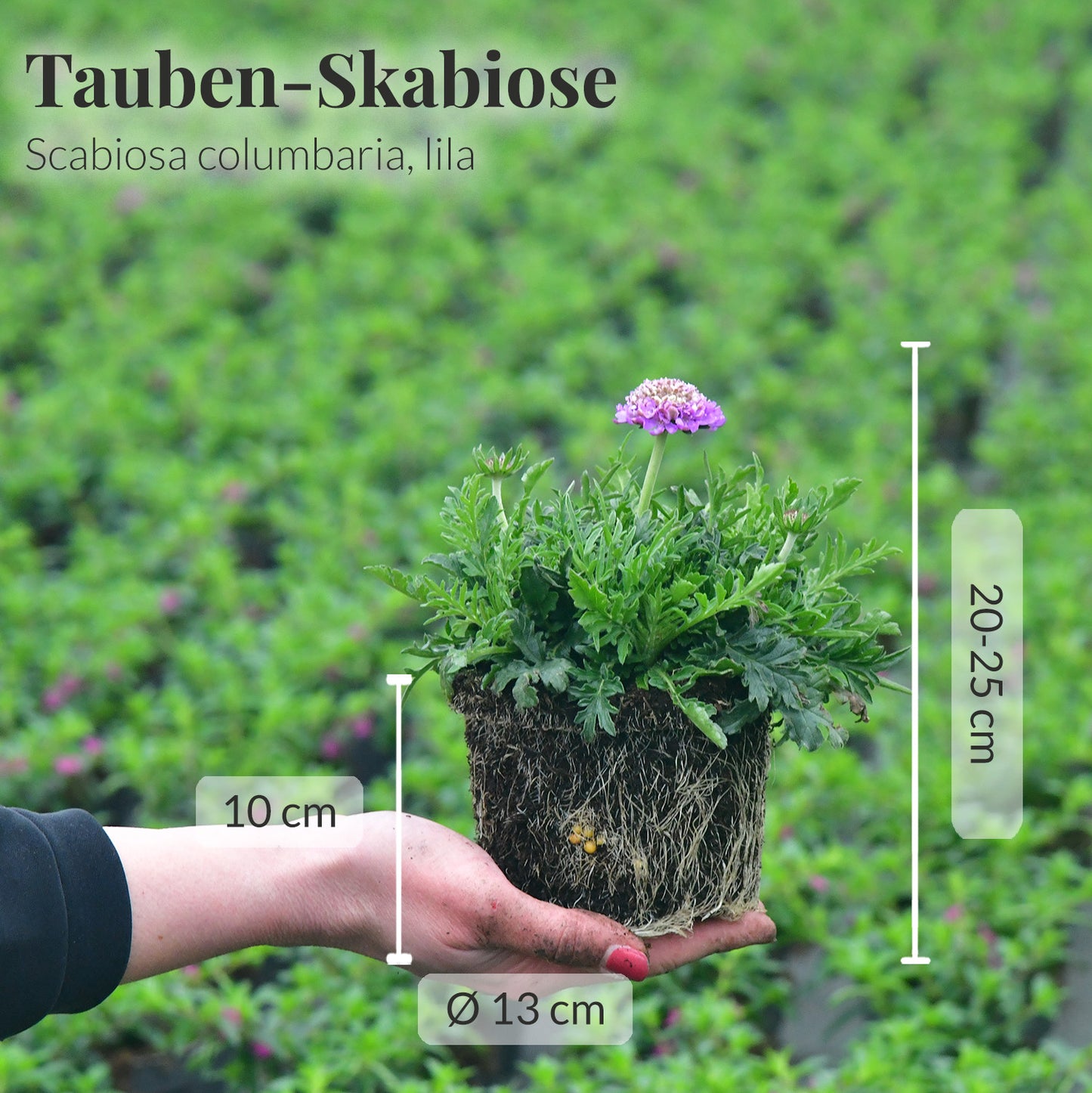 3er Box Tauben-Skabiose