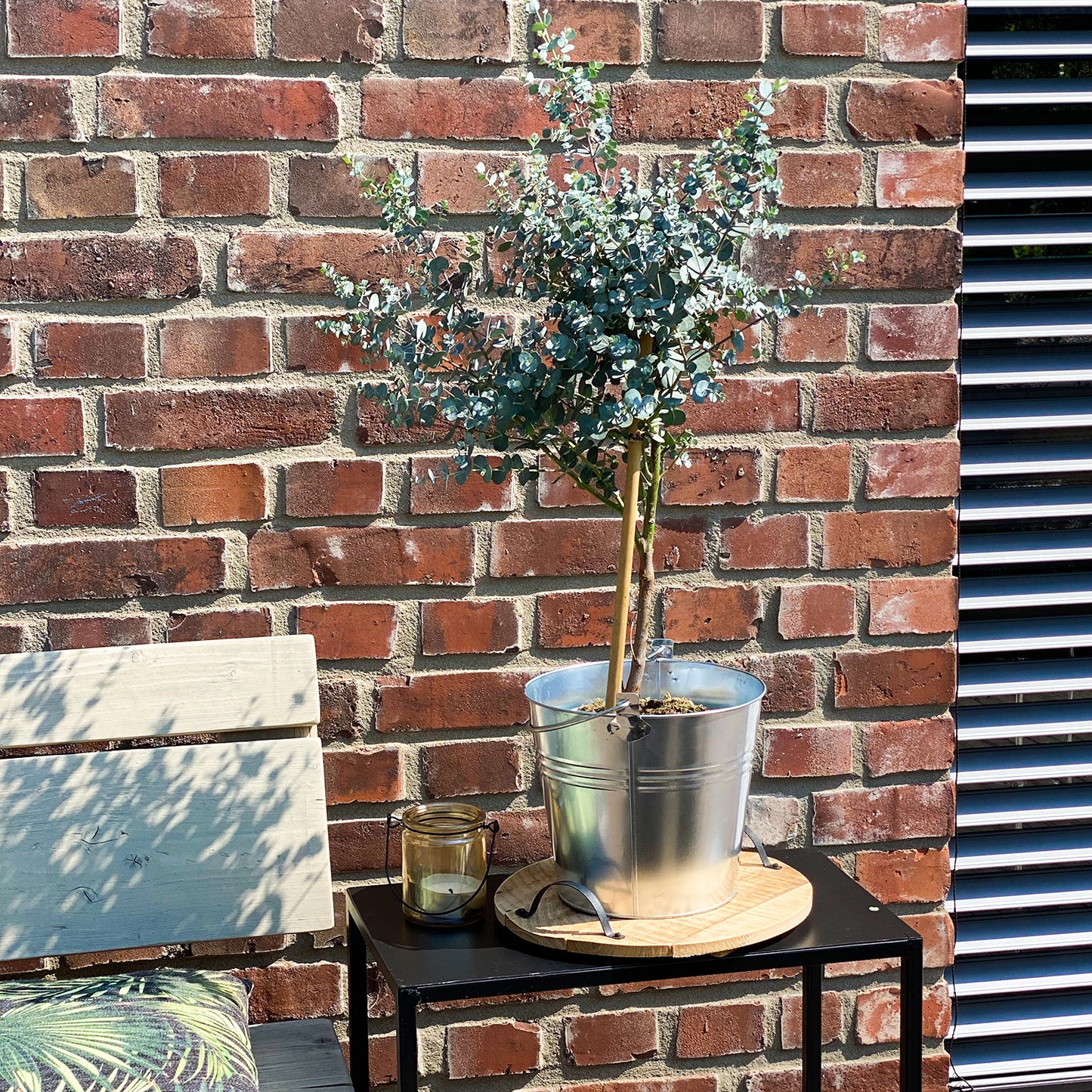 Eukalyptus Bäumchen