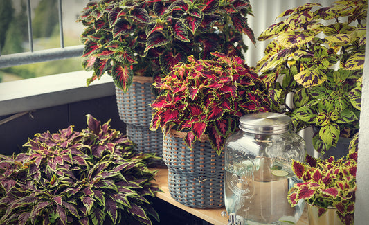 Coleus-Buntnessel