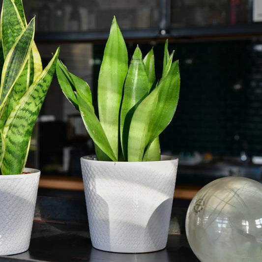 Hydropflanzen in Topf auf Schreibtisch