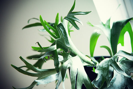 Platycerium - Geweihfarn