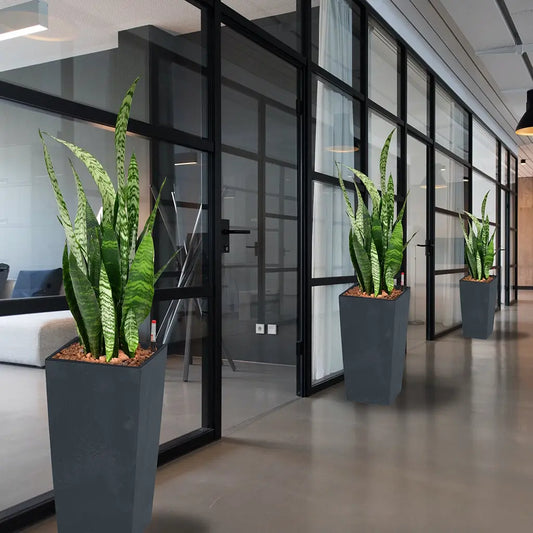 Pflanzen in Hydrokultur in Töpfen vor Büroräumen