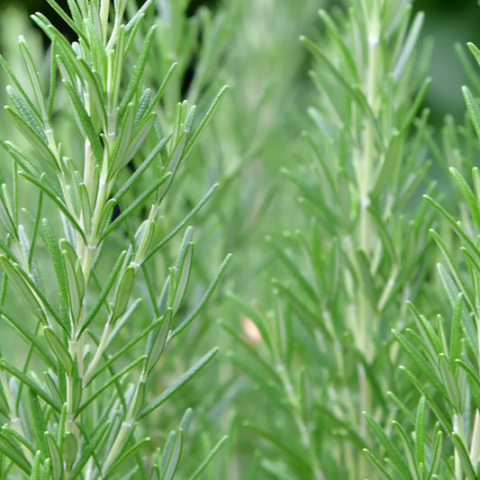 Rosmarin (Rosmarinus) Pflegen und Anbauen