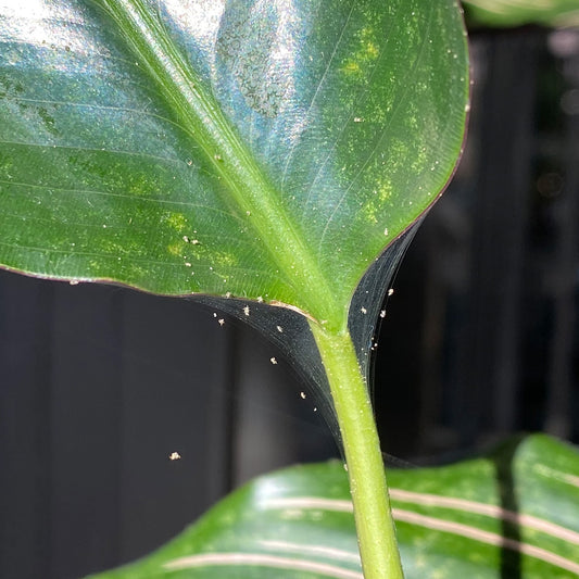 Rote Spinne aka. Spinnmilben erkennen und behandeln