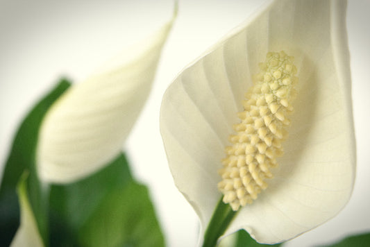 Spathiphyllum - Einblatt