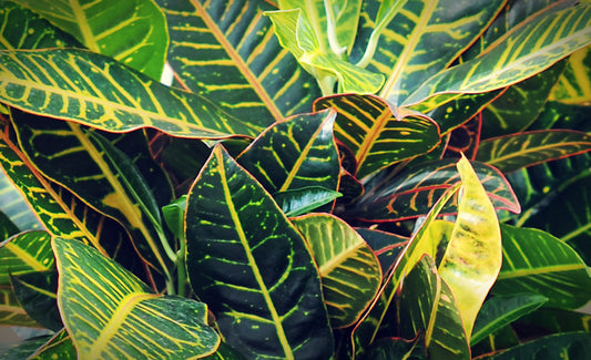 Codiaeum - Wunderstrauch