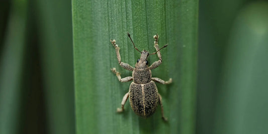 Dickmaulrüssler erkennen und bekämpfen