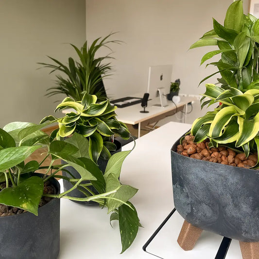 Hydrokulturpflanzen auf Schreibtisch in Büro