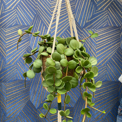 Mix & Match 3er Box Ungiftige Pflanzen - Sonnige Fensterbank