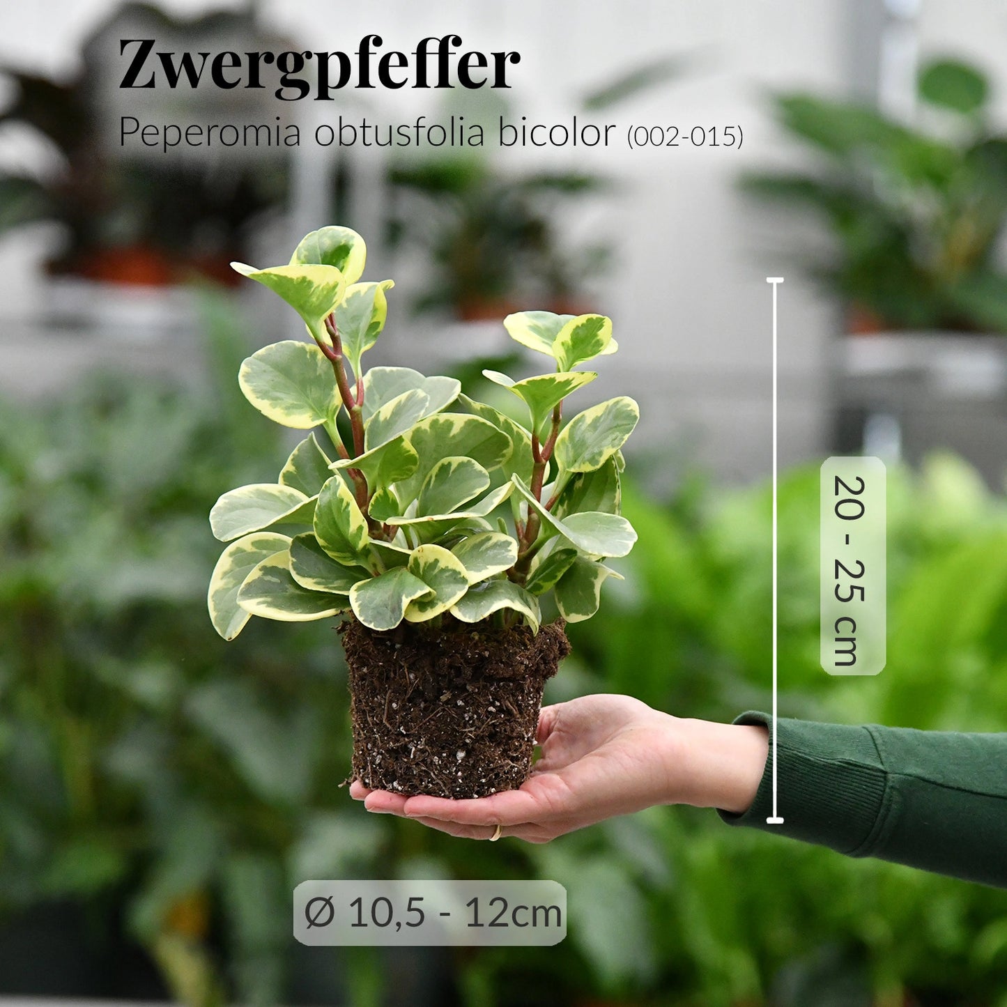 Mix & Match 6er Box Ungiftige Pflanzen