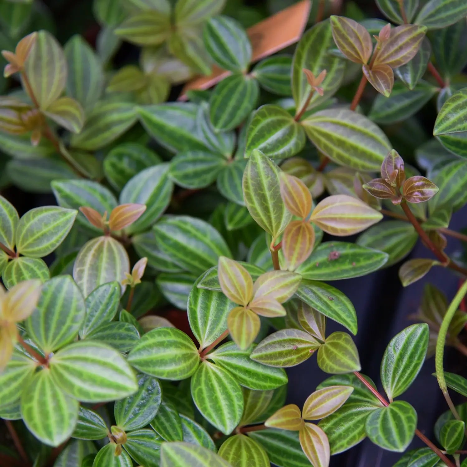 Zierpfeffer Rocca Verade Blättermusterung
