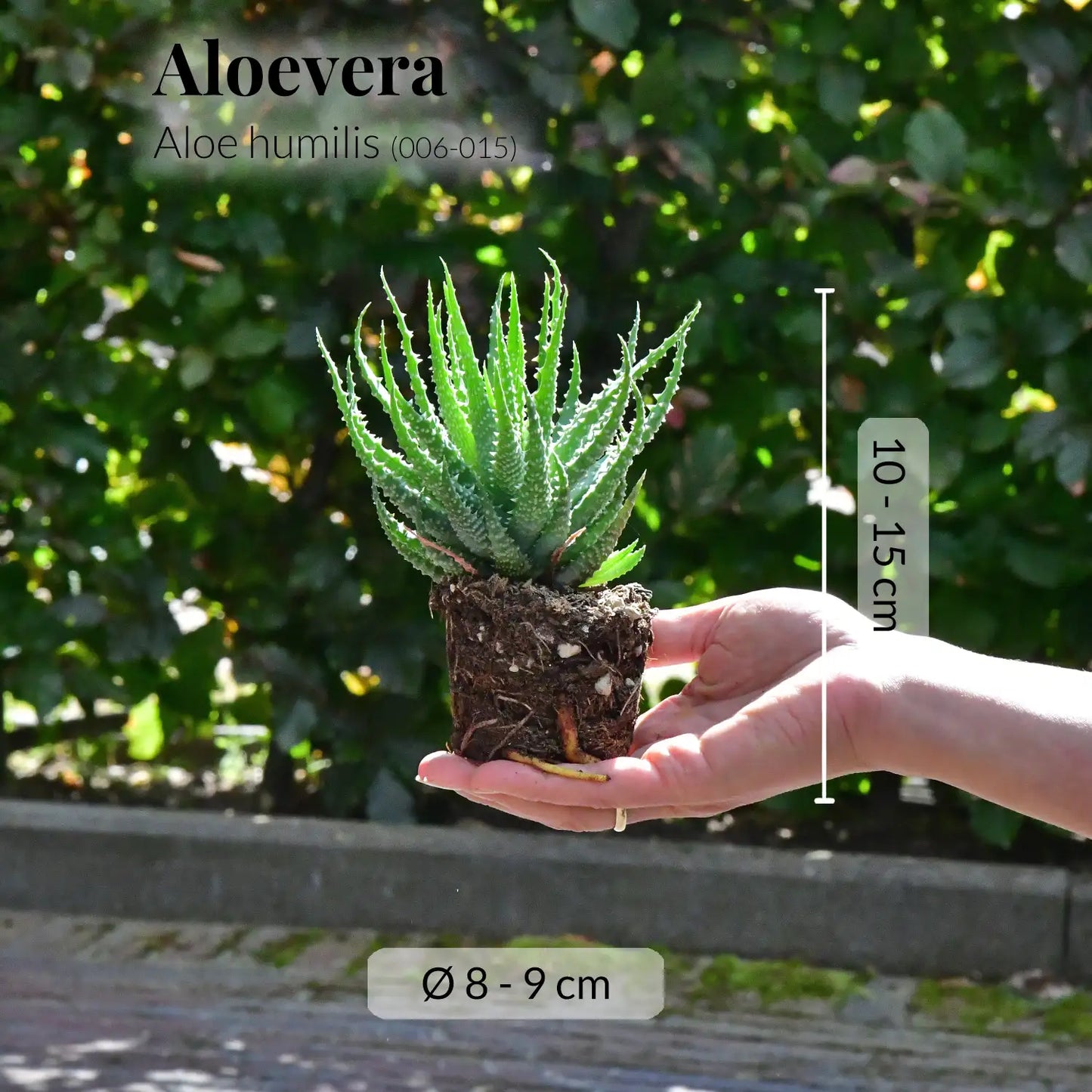 Mix & Match Babypflanzen