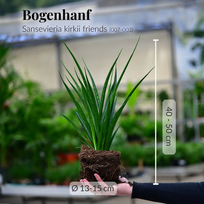 Kirkii Bogenhanf mit gesunden Wurzeln direkt beim Gärtner