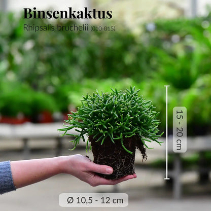 Frische Binsenkaktus Pflanze mit Wurzeln direkt beim Gärtner