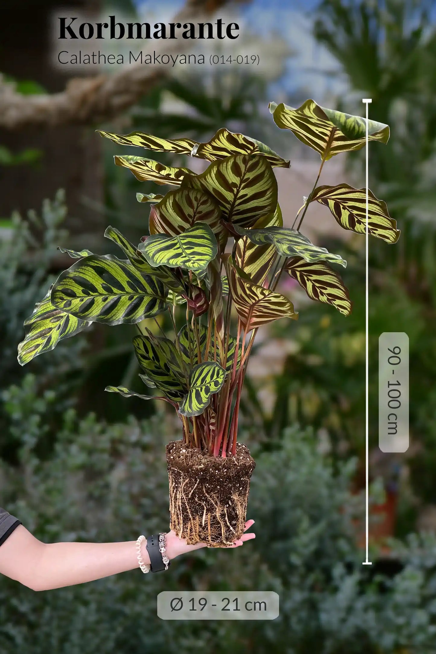 Große Calathea Makoyana