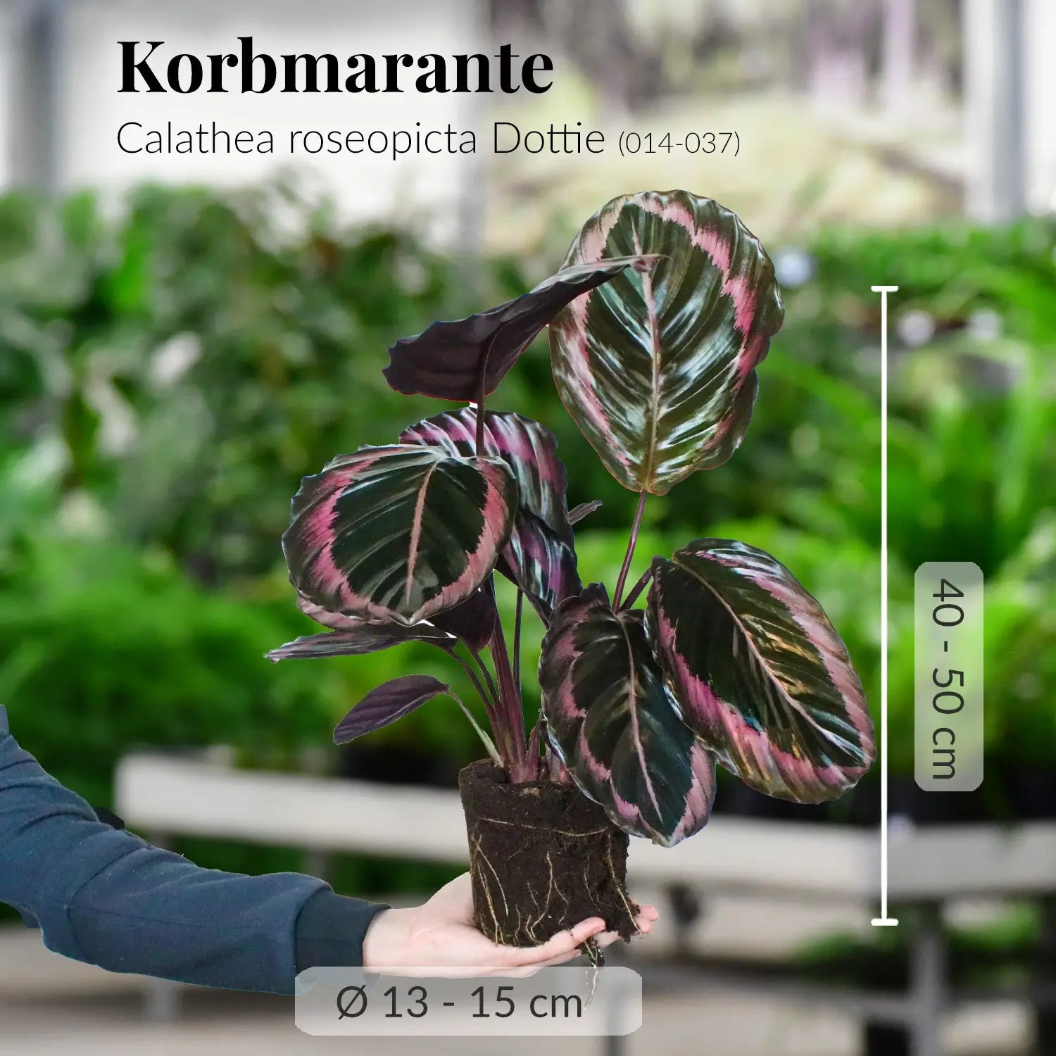 Frische, kräftige Calathea Dottie Rose mit gesunden Wurzeln direkt beim Gärtner