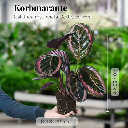 Frische, kräftige Calathea Dottie Rose mit gesunden Wurzeln direkt beim Gärtner